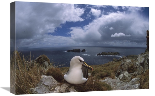 Global Gallery GCS-451796-1624-142 16 x 24 in. Yellow-Nosed Albatross 