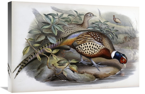 Global Gallery GCS-277752-30-142 30 in. Chinese Ring-Necked Pheasant A