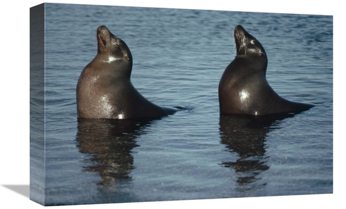 Global Gallery GCS-451187-1218-142 12 x 18 in. Galapagos Sea Lion Pair