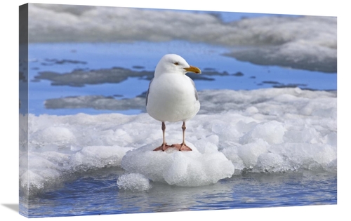Global Gallery GCS-452714-2030-142 20 x 30 in. Glaucous Gull on Ice Fl