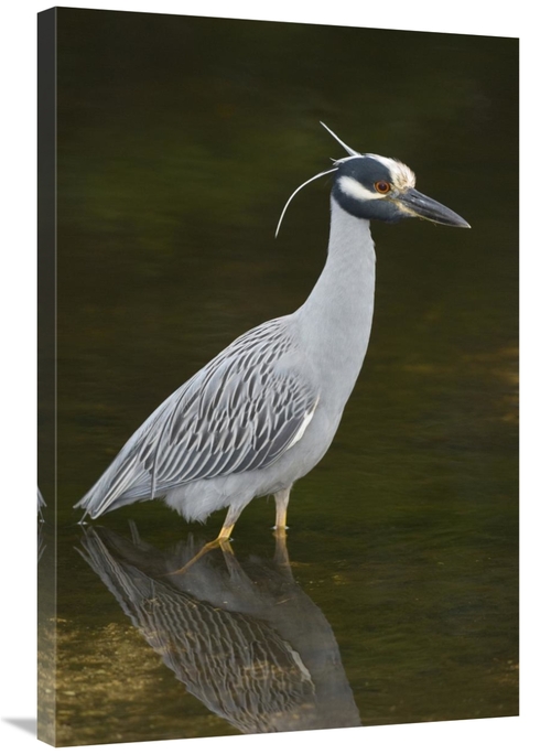 Global Gallery GCS-397424-2436-142 24 x 36 in. Yellow-Crowned Night He