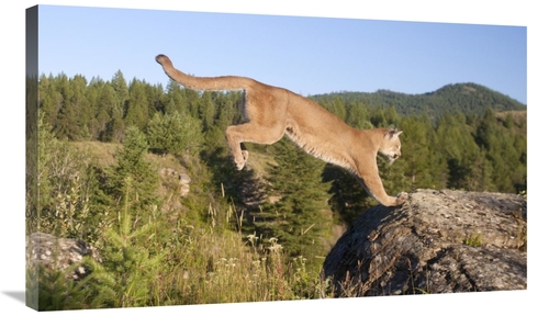 Global Gallery GCS-395409-36-142 36 in. Mountain Lion Jumping, Mon