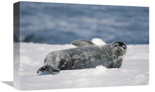 Global Gallery GCS-451088-1218-142 12 x 18 in. Weddell Seal Pup, H