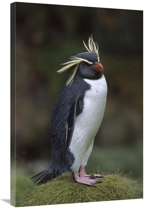 Global Gallery GCS-451811-2436-142 24 x 36 in. Rockhopper Penguin Port