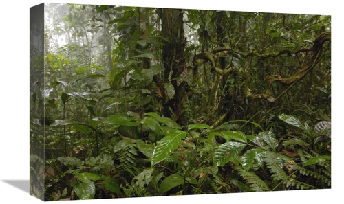 Global Gallery GCS-453080-1218-142 12 x 18 in. Primary Rainforest,