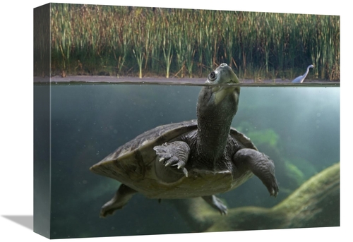 Global Gallery GCS-396465-1216-142 12 x 16 in. Turtle Breathing at Sur