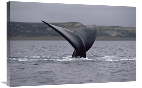 Global Gallery GCS-450654-2436-142 24 x 36 in. Southern Right Whale Ta