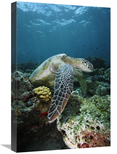 Global Gallery GCS-397733-1624-142 16 x 24 in. Green Sea Turtle on Cor