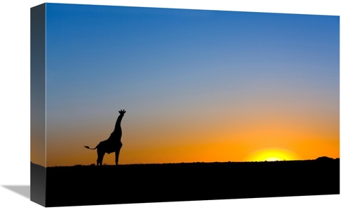 Global Gallery GCS-397433-1218-142 12 x 18 in. Giraffe Silhouetted Aga