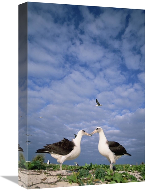 Global Gallery GCS-451554-1218-142 12 x 18 in. Laysan Albatross Pair C