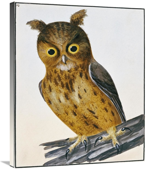 Global Gallery GCS-266769-30-142 30 in. Owl Art Print - William Lewin