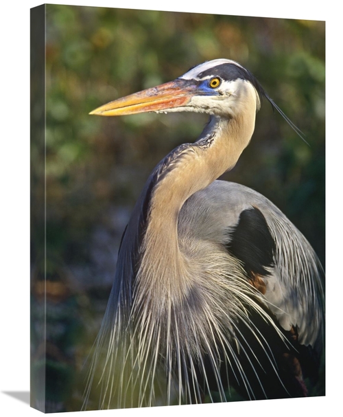 Global Gallery GCS-396130-1824-142 18 x 24 in. Great Blue Heron Portra