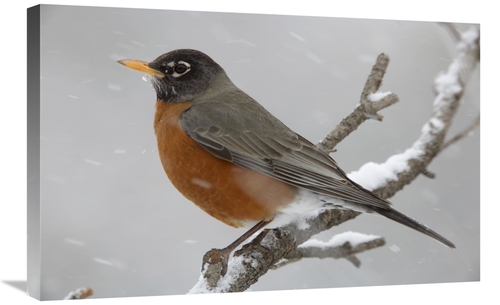 Global Gallery GCS-396378-2030-142 20 x 30 in. American Robin Perching