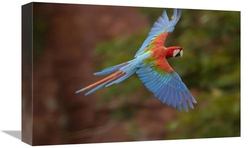 Global Gallery GCS-453220-1218-142 12 x 18 in. Red & Green Macaw Flyin