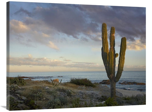 Global Gallery GCS-396259-3040-142 30 x 40 in. Saguaro Cactus at Beach