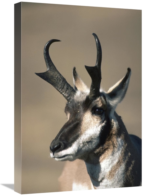 Global Gallery GCS-451841-1624-142 16 x 24 in. Pronghorn Antelope Port