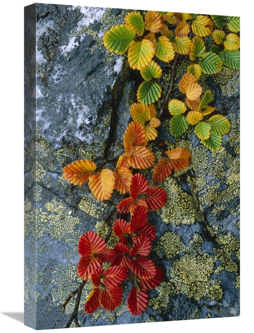 Global Gallery GCS-453519-1624-142 16 x 24 in. Beech Leaves in Fall Co