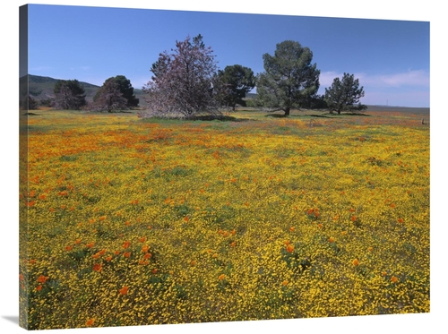 Global Gallery GCS-396968-3040-142 30 x 40 in. California Poppy & Erio