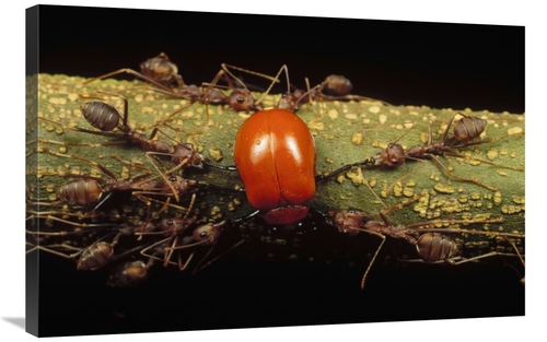 Global Gallery GCS-450965-2436-142 24 x 36 in. Weaver Ant Group Killin