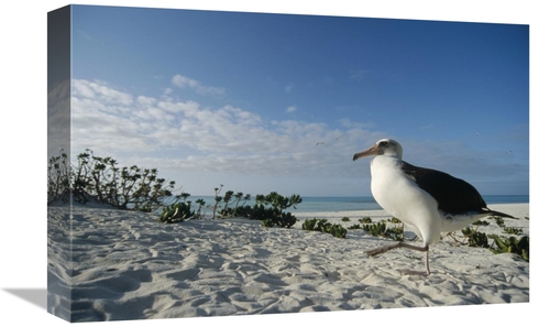 Global Gallery GCS-451428-1218-142 12 x 18 in. Laysan Albatross At Col