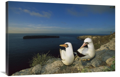 Global Gallery GCS-451771-2436-142 24 x 36 in. Nazca Booby Nesting Col