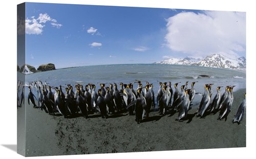 Global Gallery GCS-452413-1624-142 16 x 24 in. King Penguin Colony Alo