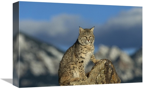 Global Gallery GCS-452305-1218-142 12 x 18 in. Bobcat, Rocky Mount