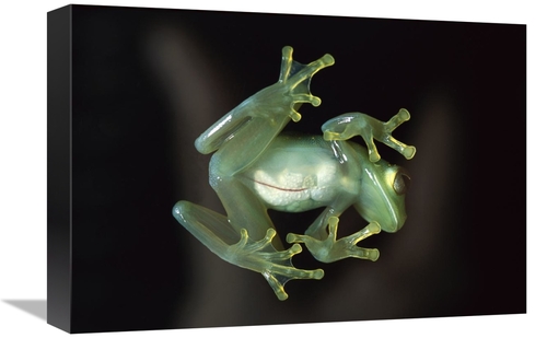 Global Gallery GCS-453371-1218-142 12 x 18 in. Glass Frog, Native 