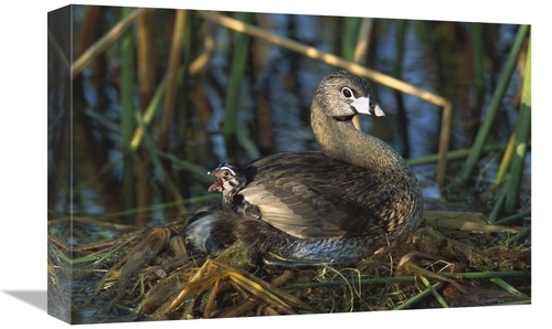 Global Gallery GCS-453308-1218-142 12 x 18 in. Pied-Billed Grebe Paren