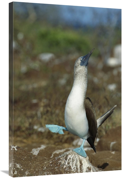 Global Gallery GCS-451190-2436-142 24 x 36 in. Blue-Footed Booby Danci