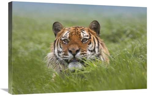 Global Gallery GCS-396153-2030-142 20 x 30 in. Siberian Tiger Snarling