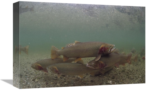 Global Gallery GCS-451921-1218-142 12 x 18 in. Yellowstone Cutthroat T