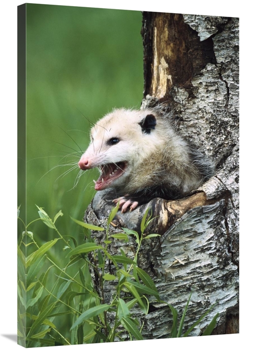 Global Gallery GCS-452554-2436-142 24 x 36 in. Virginia Opossum Female