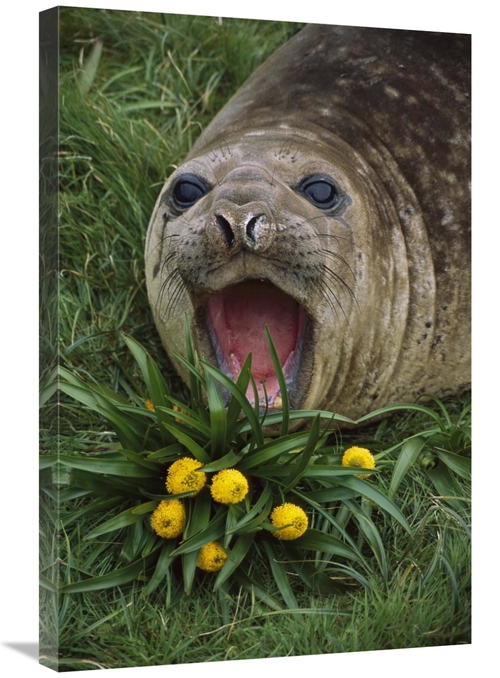 Global Gallery GCS-451817-2030-142 20 x 30 in. Southern Elephant Seal 