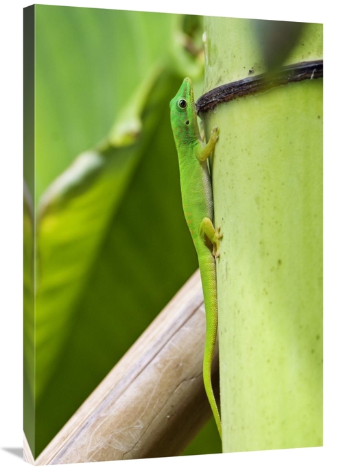 Global Gallery GCS-453644-2436-142 24 x 36 in. Andaman Day Gecko, 