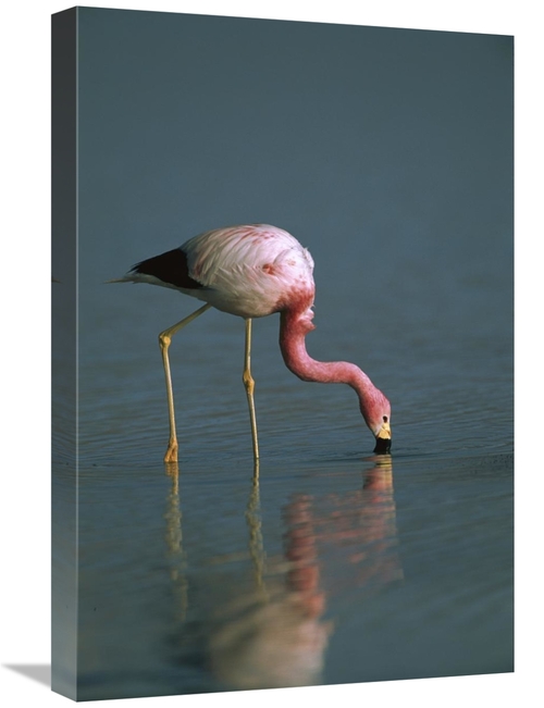 Global Gallery GCS-453168-1624-142 16 x 24 in. Andean Flamingo Feeding