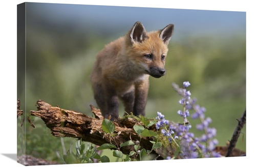 Global Gallery GCS-452203-1824-142 18 x 24 in. Red Fox Kit Climbing&#4