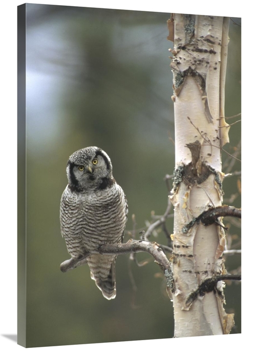 Global Gallery GCS-451843-2436-142 24 x 36 in. Northern Hawk Owl Perch