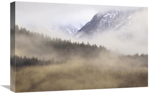 Global Gallery GCS-452842-1624-142 16 x 24 in. Fog in Old Growth Fores