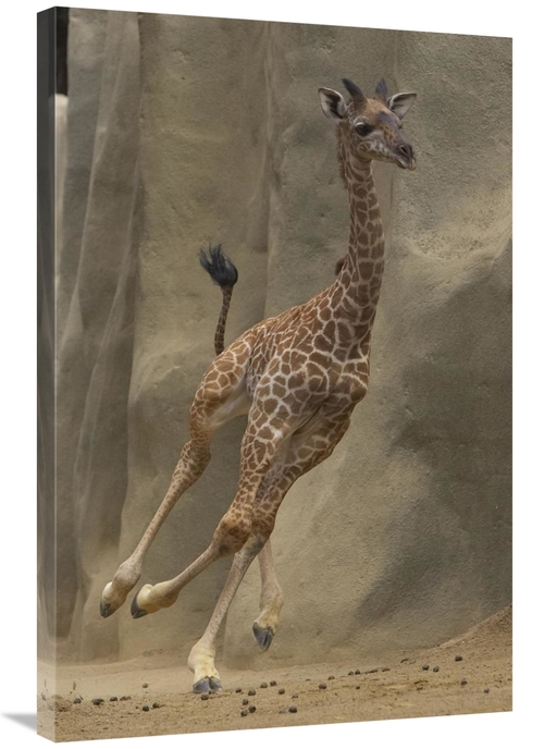 Global Gallery GCS-398146-2436-142 24 x 36 in. Masai Giraffe Calf Runn