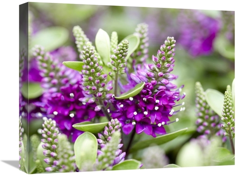 Global Gallery GCS-398350-1620-142 16 x 20 in. Hebe Dona Diana Variety