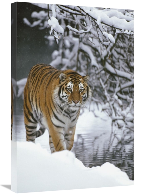 Global Gallery GCS-398512-2030-142 20 x 30 in. Siberian Tiger Walking 