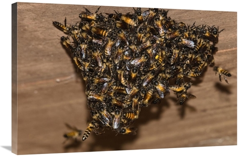 Global Gallery GCS-453636-2436-142 24 x 36 in. Bee Group Swarming on W