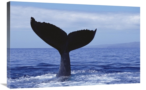 Global Gallery GCS-450803-2436-142 24 x 36 in. Humpback Whale Tail Lob