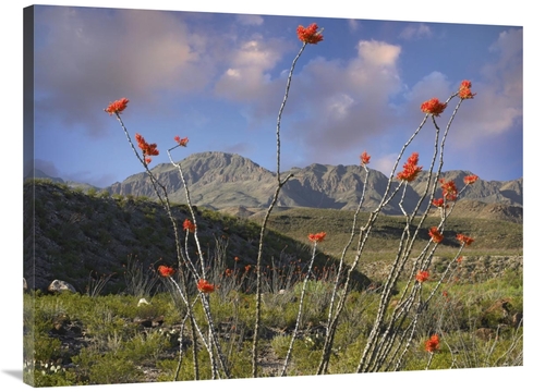 Global Gallery GCS-396562-3040-142 30 x 40 in. Ocotillo Big Bend Ranch