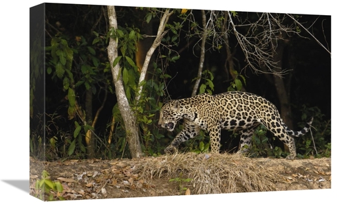 Global Gallery GCS-453112-1218-142 12 x 18 in. Jaguar Female, Cuia