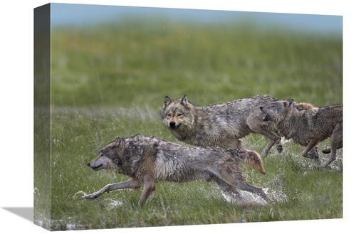 Global Gallery GCS-396346-1216-142 12 x 16 in. Gray Wolf Trio Running 