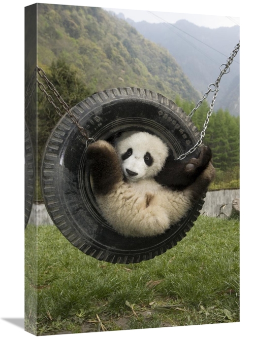 Global Gallery GCS-395897-1624-142 16 x 24 in. Giant Panda Cub Playing