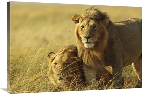 Global Gallery GCS-452764-2436-142 24 x 36 in. African Lion, Juven