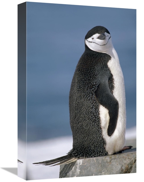 Global Gallery GCS-451287-1218-142 12 x 18 in. Chinstrap Penguin, 
